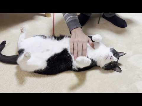 息子に「撫でて」のアピールがセクシーな猫