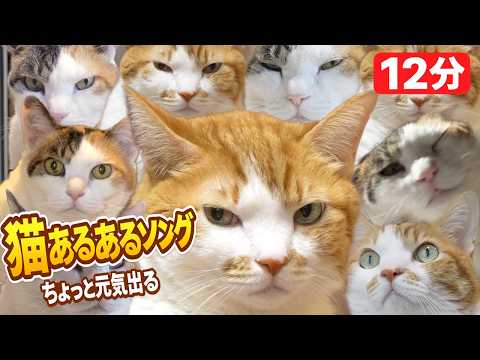 猫好きしか分からない12分｜疲れた夜に元気出る猫あるあるソング サムネイル