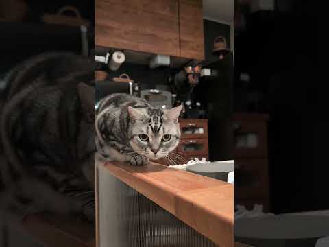 アメショーのラッテ アメショ アメリカンショートヘア 猫と暮らす家猫との暮らし猫 サムネイル