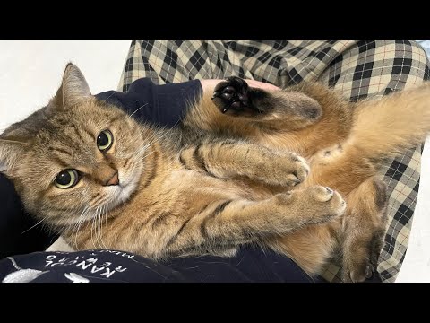 ママに捕獲されると黙ってぬいぐるみ化する猫をご覧下さい。 サムネイル