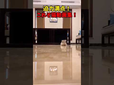 どどーんと！猫動画😘 サムネイル