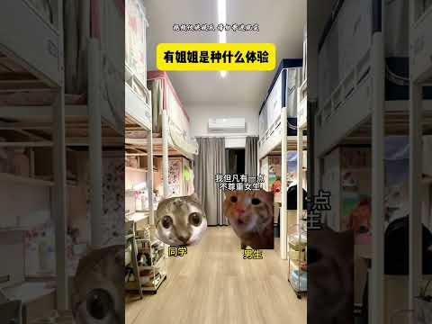 有姐姐是种什么体验 有趣 猫meme 猫meme剧场 猫meme小剧场 内容过于真实  故事 貓 猫猫meme小剧场…
