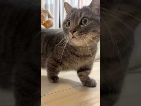 これが短足猫のオーバードライブ shorts 猫 overdrive サムネイル