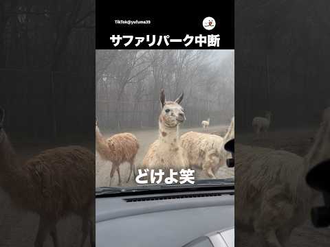 ラマの壁｜PECO サムネイル