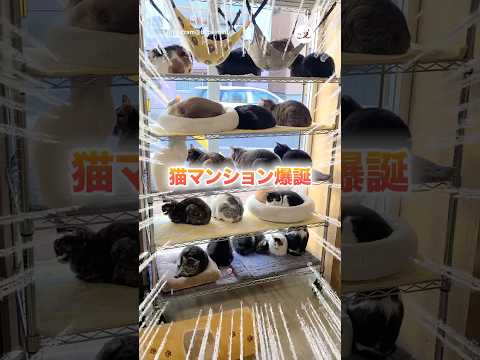 猫マンション🏙️｜PECO サムネイル