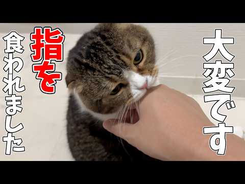 仕事で疲れたおっさんに噛んで喝を入れてくれる猫がこちらです… サムネイル