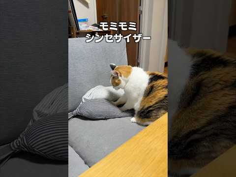 「もみもみシンセサイザー」猫あるある|フルはApple Musicほか音楽アプリへ サムネイル
