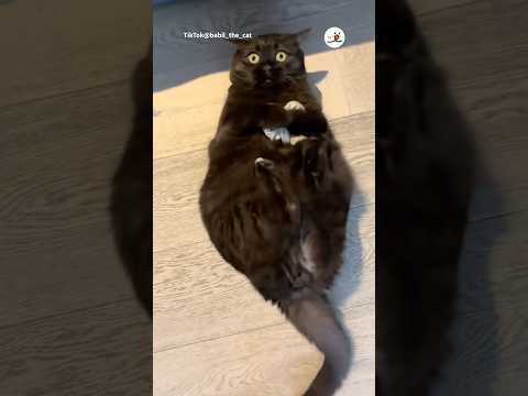 ノリノリで足蹴り♪｜PECO