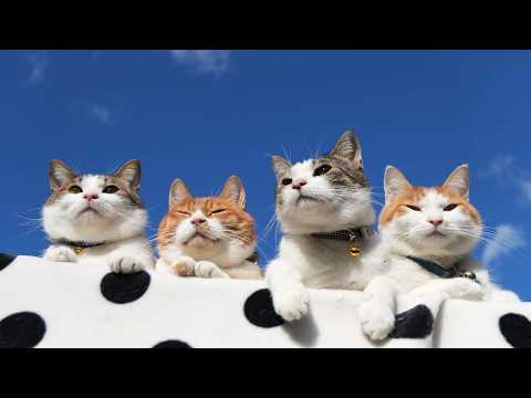 青空のちろぽんさばず　260216 サムネイル