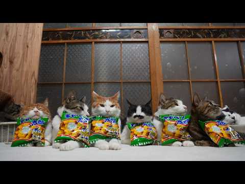 キャベツ太郎　のせた5+6匹の猫　260522
