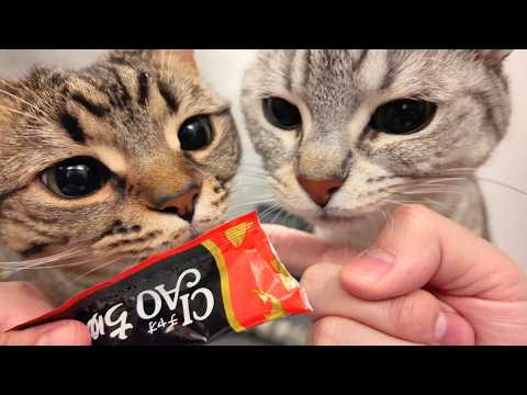 【夢中】ちゅーるを必死におねだりして可愛く食べる猫たちが愛おしすぎた... cat 猫