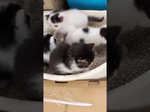 世界一混雑するトイレ 子ネコ 保護猫 猫 サムネイル