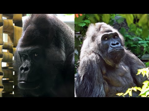 話題沸騰！日本モンキーセンターのゴリラたちが元気いっぱい