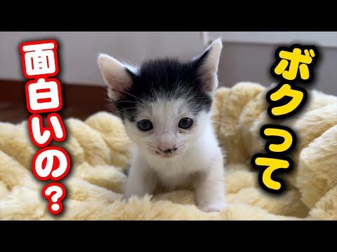 個性的な子猫がややこしい事になってます