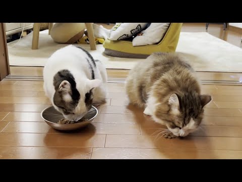 本当はひのきとも仲良くしたいはずの猫 サムネイル