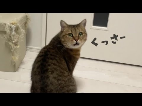 【フレーメン反応】くっさいモノを臭ってしまった時の猫の顔 サムネイル