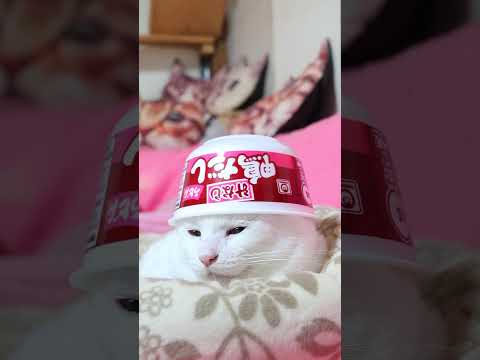 汁なし鴨だしうどん 260927 cat のせ猫 cute ねこ 猫のいる暮らし 汁なし鴨だしうどん