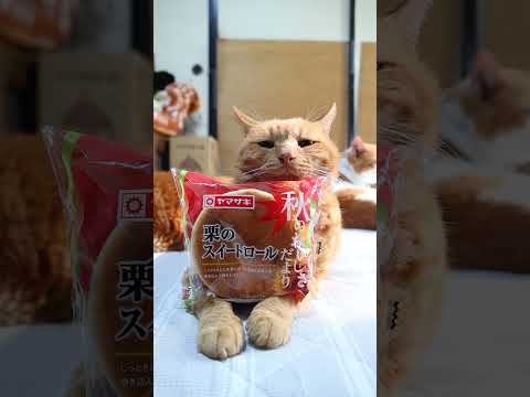 栗のスイートロール　260925　 cat のせ猫 cute　 ねこ　 猫のいる暮らし　 栗のスイートロール