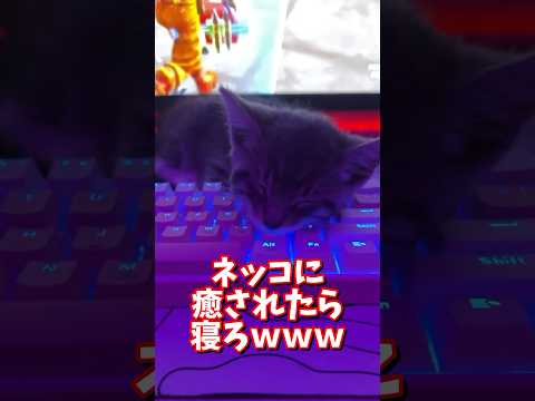 ネッコの動画で癒されたら寝ろｗｗｗ　2ch  動物  猫 癒やし ねこ動画 サムネイル