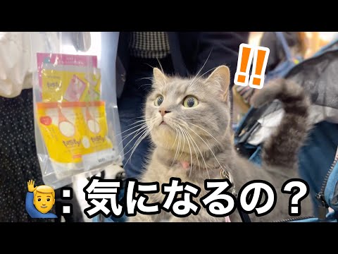 これがインターペットに参加した猫の反応です サムネイル