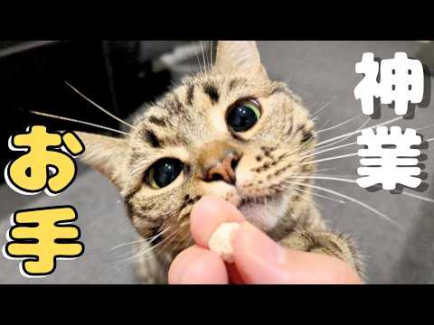 【神業】おやつのために完璧な「お手」を連発する天才猫たち　cat 猫
