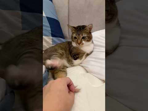 Tutu’s legs moving so fast they leave afterimages. サムネイル