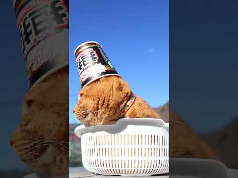 カップヌードル 担担　260318　のせ猫　 cat　 cute　 kitty　 ねこ　 猫のいる暮らし　 kitte… サムネイル