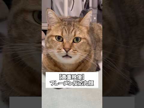 空いた口が塞がらない猫が面白すぎるww サムネイル