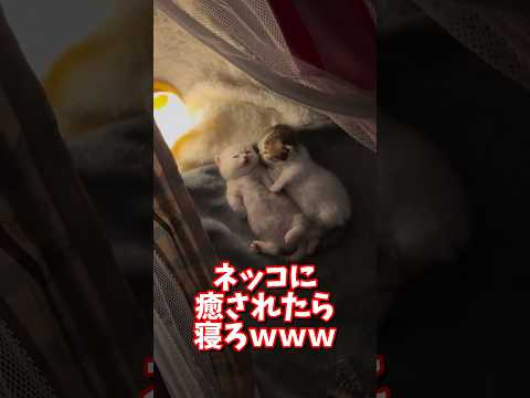 ネッコの動画で癒されたら寝ろｗｗｗ　2ch  動物  猫 癒やし ねこ動画 ねこ