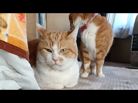 うずまき がライブ配信中！　2026年4月28日 サムネイル