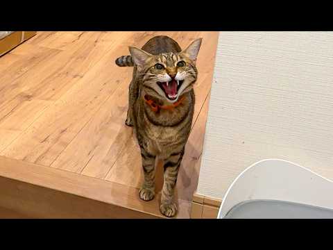 お留守番中に寂しくなった猫が大声で泣き始めてしまいました…。【隠し撮り】