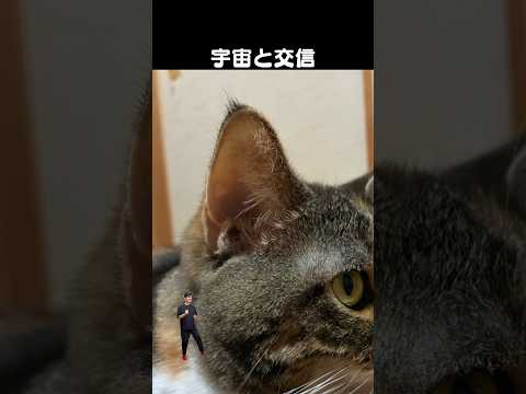 「リンクスティップ」猫あるある|フルはApple Musicほか音楽アプリへ サムネイル