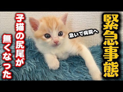 子猫がカラスに襲われ壊死した尻尾が無くなった