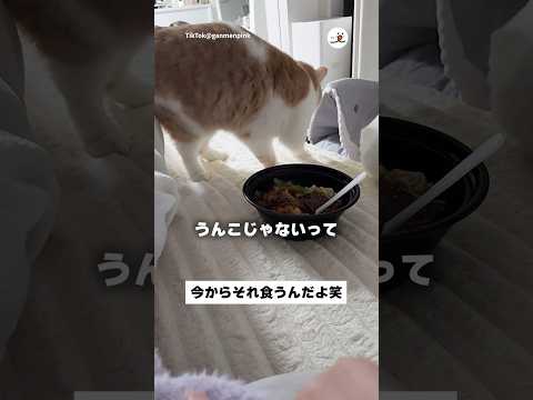 今から私が食うんだよ笑｜PECO サムネイル