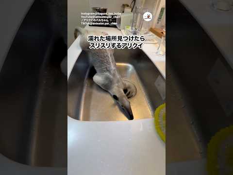 アリクイさん、スリスリする｜PECO サムネイル