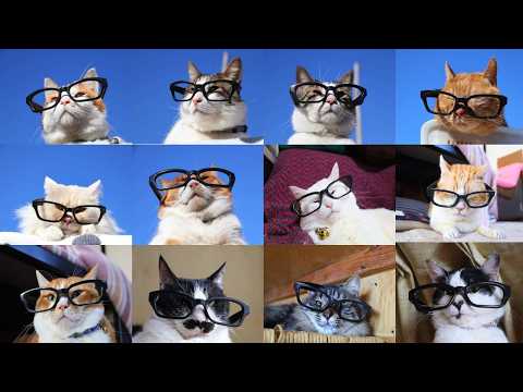 12匹の黒縁メガネ　かけた猫たち 　260304 サムネイル
