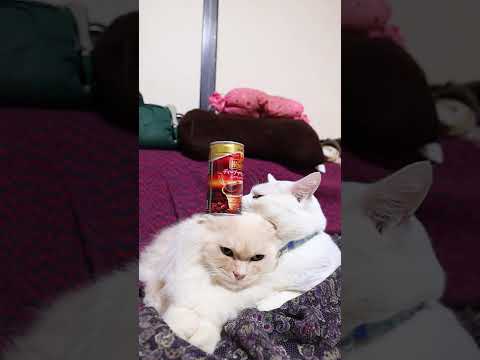 ワンダ ディープマウンテン　260220　のせ猫　 cat cute 猫のいる暮らし　 kitten　 ねこ　 ネコ… サムネイル