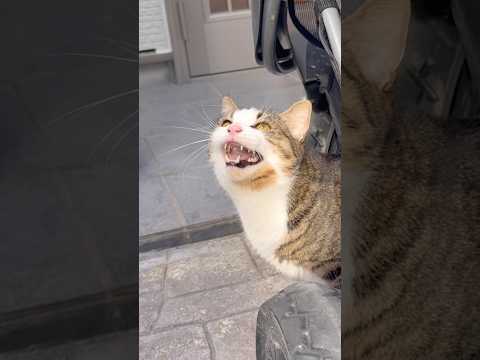 久しぶりのカカカカ サムネイル