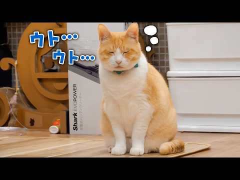 新しいおもちゃで遊びたいけど急激に睡魔に襲われてしまう猫がこちらです。 サムネイル