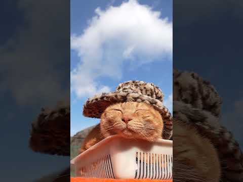 ひょうがら帽子　260322　のせ猫　 cat　 cute　 kitten　 cutecat　 kitty anima… サムネイル