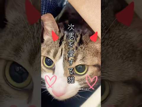 次男を愛する猫cats memories 球太 サムネイル