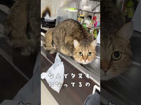 マスクを付けて帰宅したら飼い猫に忘れられて滅 サムネイル
