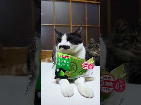 宇治抹茶蒸しケーキ　260328　のせ猫　 cat　 cute　 ねこ　 猫のいる暮らし　 kitty　 kitten… サムネイル