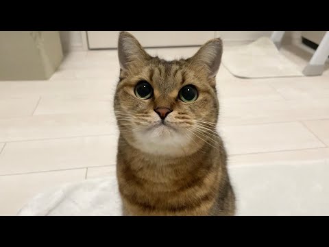 可愛い顔してどこにでもストーカーしてくる猫 サムネイル