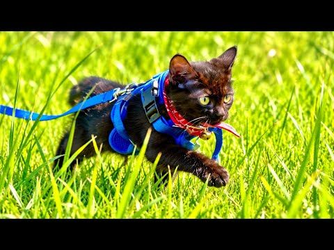 子猫に新しいハーネス装着したらすごいことになりました