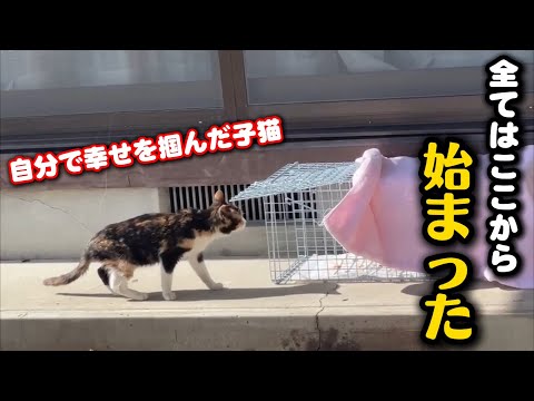 ひとり彷徨った子猫が幸せへと旅立ちました サムネイル