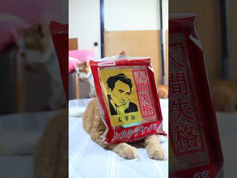 人間失格カステラサンド 260922 cat のせ猫 cute ねこ 猫のいる暮らし 人間失格 カステラサンド