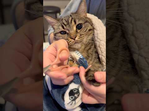 もふもふ猫の爪切りが大変だけど...可愛いwww cat 猫