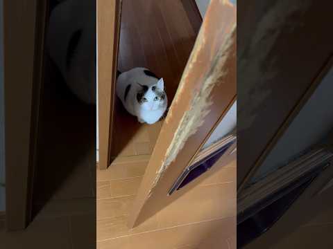 猫扉使いーや サムネイル