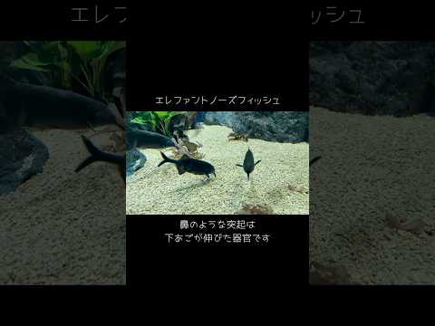 【エレファントノーズフィッシュ】鼻のような突起を持つエレファントノーズフィッシュ【サンシャイン水族館】shorts 水… サムネイル